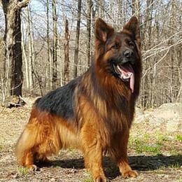 German Shepherds from ValentineKennels