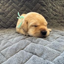 Aqua collar - Yellow female Labrador Retriever puppy in Big River, California from Cozy Acres Farm Labradors