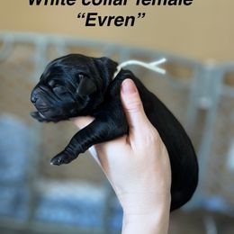 Evren - Black female Cane Corso puppy in Altoona, Alabama from Snead’s Cane Corso Kennel