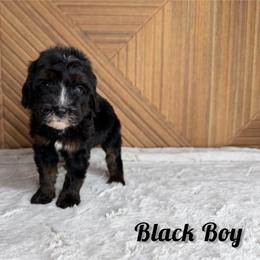 Black boy - Tri-color male Bernedoodle puppy in Modesto, California from Two Doods Doodles