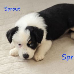 Sprout - Black tri-color male Australian Shepherd puppy in Lakeland, Florida from Aussies of Hope LLC