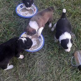 Border Collie Puppies from Oddity Kennels
