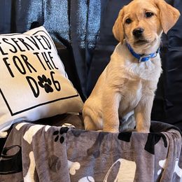 Labrador Retriever Puppies from Twisted Wire Ranch Retrievers