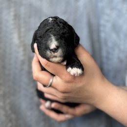 Goldendoodles from NW Adventure Doodles