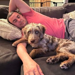 Aussiedoodle and Australian Shepherd All Grown Up from Branch Creek kennels