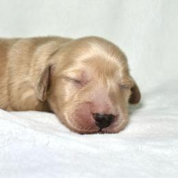 Melia - Cream female Dachshund puppy in Texarkana, Texas from Lolo&CoDachshunds