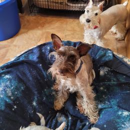 Chip - Miniature Schnauzer