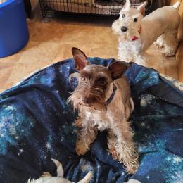 Chip - Miniature Schnauzer