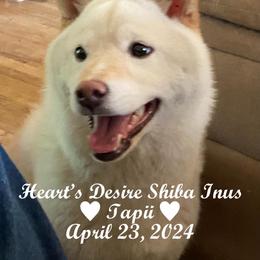 Tapii - Shiba Inu