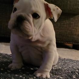 Joseph - White male Bulldog puppy in Missoula, Montana from Dazzle's Bulldogs