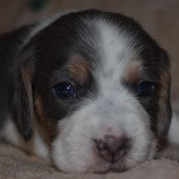 Beagle puppies from Badland Kennel