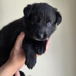 German Shepherd Puppies from Von Schwarzen Herz German Shepherds