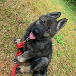 German Shepherd Puppies from German Shepherds of Virginia
