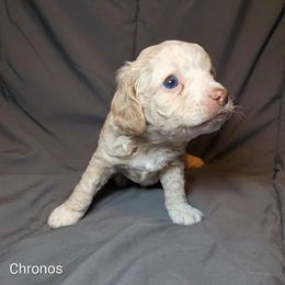 Chronos - Silver male Cockapoo puppy in Sunset, Louisiana from Cano Cockapoos