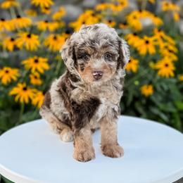 Brownie (Green Collar) - Brown merle male Aussiedoodle puppy in Sharpsburg, Georgia from Steindoodles