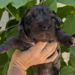 Jo - Merle female Goldendoodle puppy in Cocoa, Florida from The Coastal Homestead