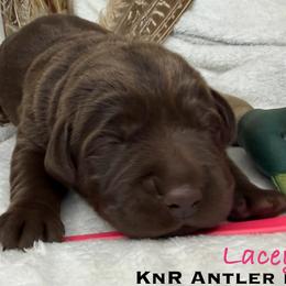 Lacey - Chocolate female Labrador Retriever puppy in Grants Pass, Oregon from KnR Antler Dogs