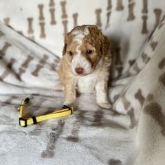 Yellow collar female - Brown and white female Aussiedoodle puppy in Valdosta, Georgia from Fifth Day Farm