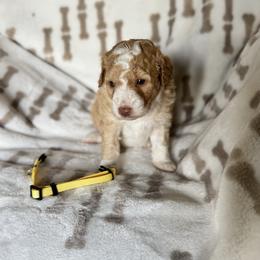 Yellow collar female - Brown and white female Aussiedoodle puppy in Valdosta, Georgia from Fifth Day Farm