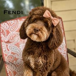 Fendi - Australian Labradoodle