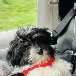 Havanese Puppies from SONNY MADSEN