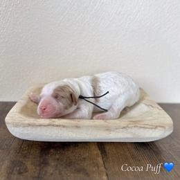 Cocoa Puff - Parti male Goldendoodle puppy in Crothersville, Indiana from Wischmeier’s Doodles