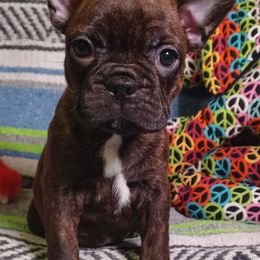 Hattie - Brindle and white female French Bulldog puppy in Elberta, Alabama from Old Orchard Farm