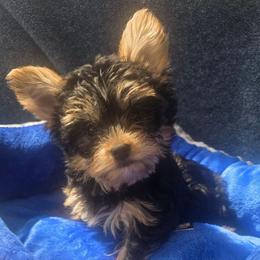 Boy Red - Black and tan male Yorkshire Terrier puppy in St. Louis, Missouri from Yorkieville - Shih Tzu Nation