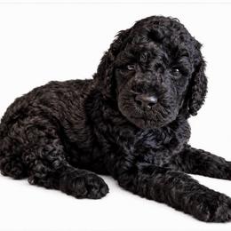 Rose - Black female Poodle puppy in Greenwich, New York from MizzElle’s Standard Poodles