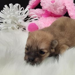 Pomeranian Puppies from Fuzzybutt Poms of Alabama