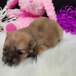 Pomeranian Puppies from Fuzzybutt Poms of Alabama