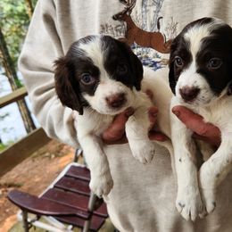 "Yellow and pink F" English Springer Spaniel Puppies from Jackpine Forest Springers