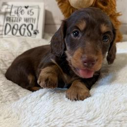 Toby - Chocolate and tan male Dachshund puppy in Gerber, California from Red Dirt Doxies