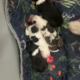Blue - White blue merle and tan male Shetland Sheepdog puppy in Fontanelle, Iowa from Jensen Farms Shelties