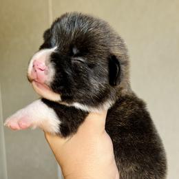 American Corgi Puppies from 5H Corgis