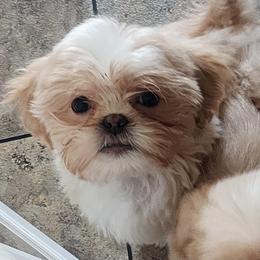 Cody - Cream and white male Shih Tzu puppy in Sapulpa, Oklahoma from Faith Hope and Love Shih Tzu's