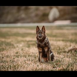 German Shepherds from Von Holbrook Kennels