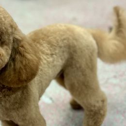 Cavapoos, Cockapoos, and Poodles from Benji’s Cockapoos