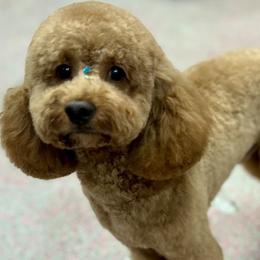 Cavapoos, Cockapoos, and Poodles from Benji’s Cockapoos