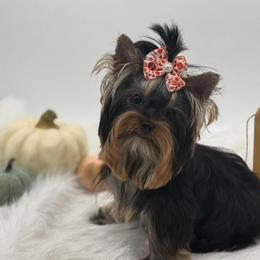 Ringo - Yorkshire Terrier