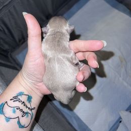 Shih Tzu Puppies from P&B Tzu Tribe