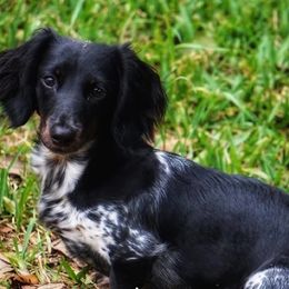Dachshunds from Cynthia’s Royal Dachshunds