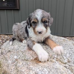 Rocky - Blue merle male Bernedoodle puppy in Beach City, Ohio from Blue Cloud Doodles