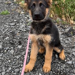 Venus - Black and red female German Shepherd puppy in Whitewater, California from Vom Haus Metzler Shepherds