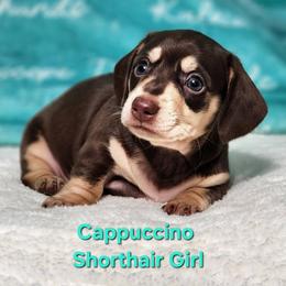 Cappuccino - Chocolate and tan female Dachshund puppy in Mount Sherman, Kentucky from Kaleidoscope Dachshunds and Whippets