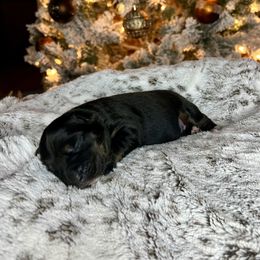 Miniature Australian Shepherd Puppies from Quartz Creek Aussies