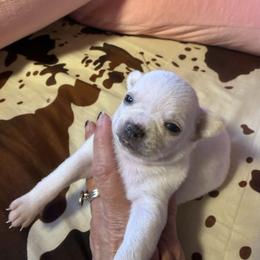 Moe - Cream and white male Chihuahua puppy in Beaumont, Texas from Anastasia’s Tiny Pupps