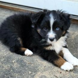 Miniature Australian Shepherd and Toy Australian Shepherd Puppies from Son Shine Farm