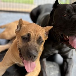 Potato - Fawn male Cane Corso puppy in Dunnellon, Florida from High Royal Kennel