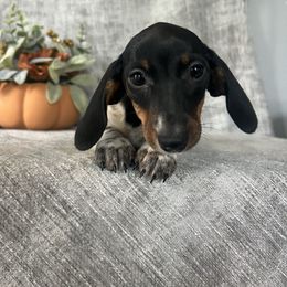 Jessica Jones - Piebald female Dachshund puppy in Temecula, California from Naomi Magee's Dachshund Kennel
